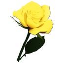 Yellow Roses